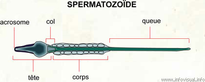 Spermatozoïde (Dictionnaire Visuel)